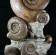 Huge Hammatoceras Ammonite Sculpture #7639-2